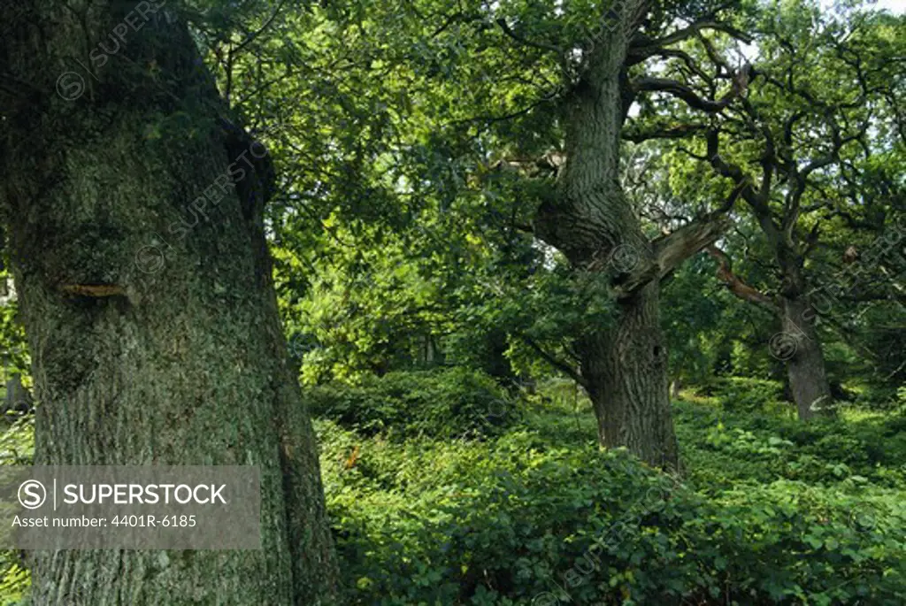 Forest of oak trees