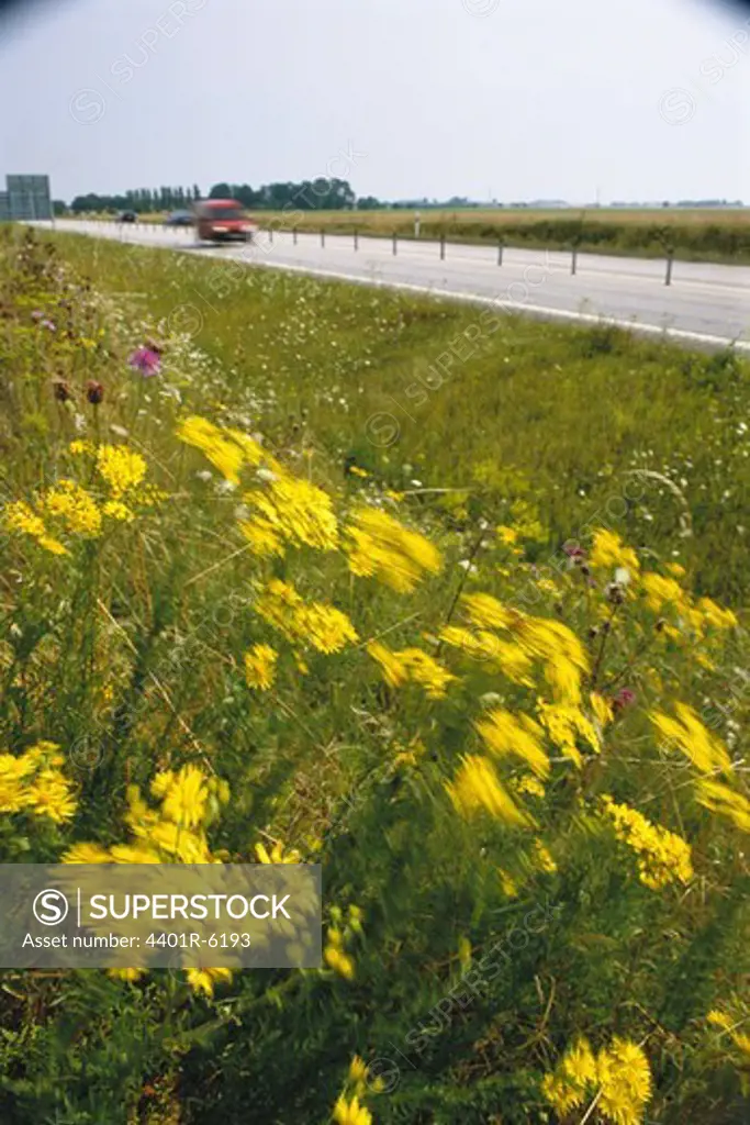 Hoary Ragwort at a road