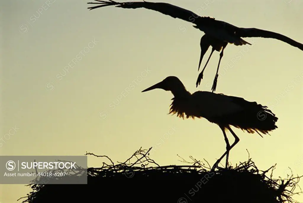 Stork in birds nest