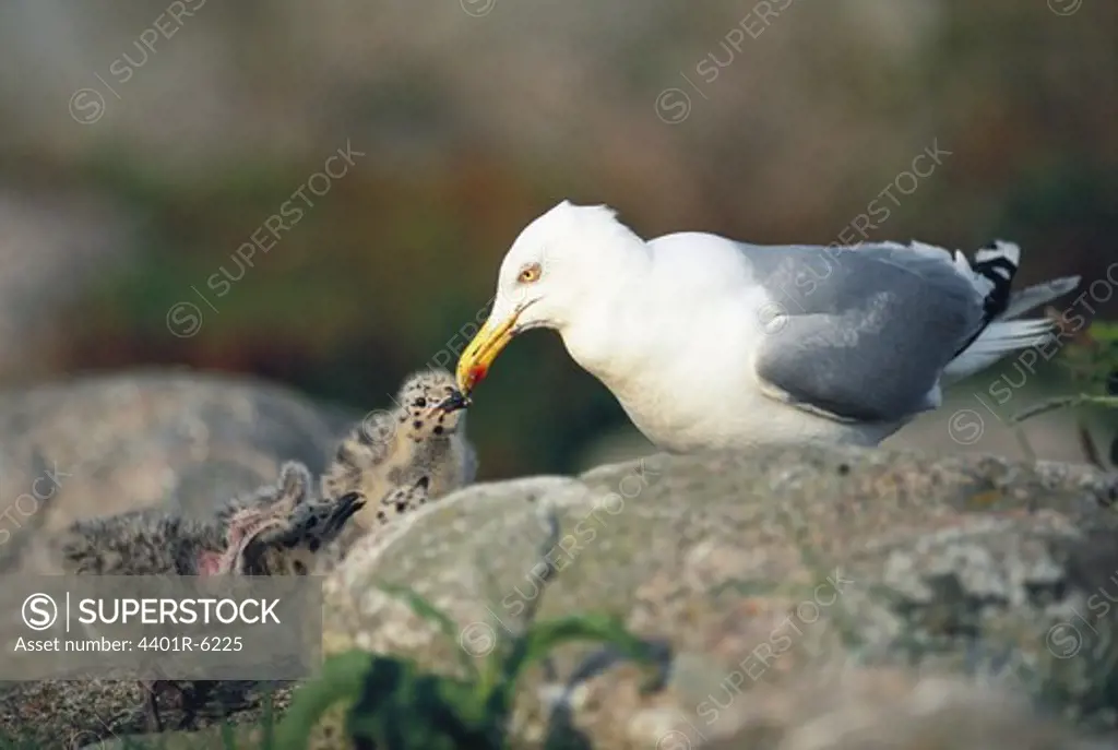 Herring gull feeding its young birds, Sweden.