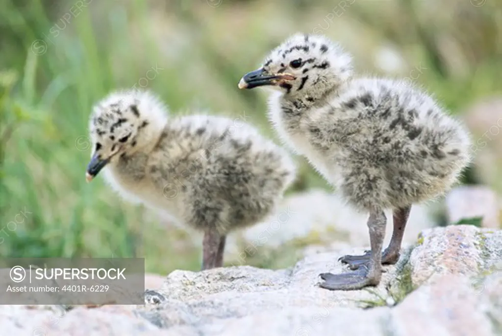 Two young herring gulls, Sweden.