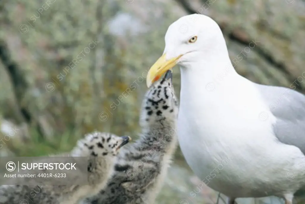Herring gull feeding its young birds, Sweden.