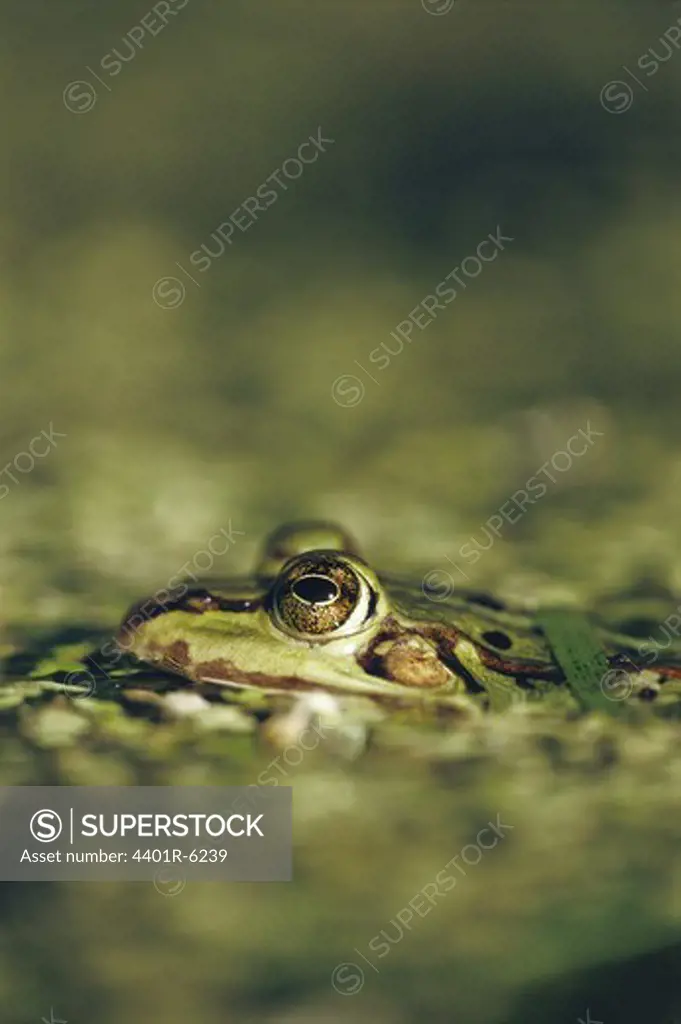 A frog in the water, Sweden.