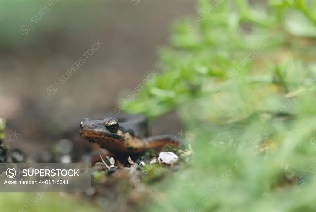 A salamander peeping out, Sweden.