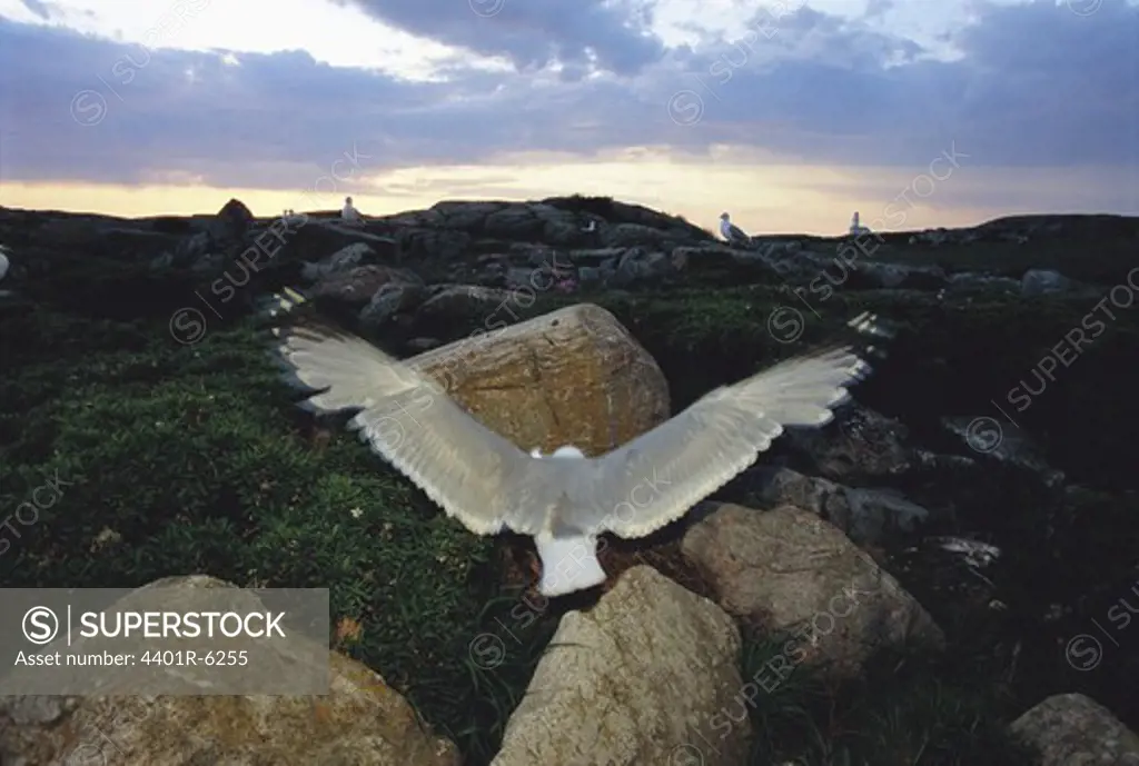 A flying herring gull, Sweden.