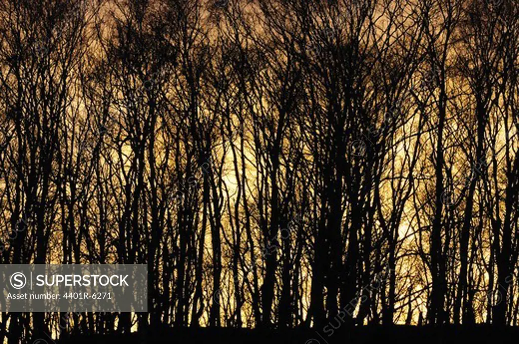 Silhouette of birch trees in the sunset, Sweden.