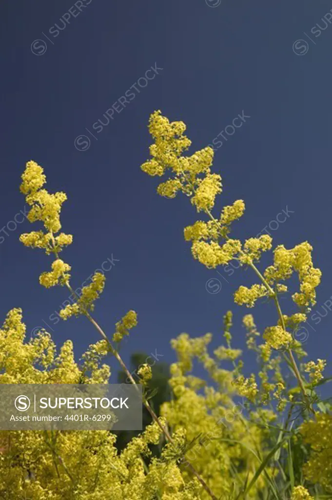 Yellow plant and blue sky, Sweden.