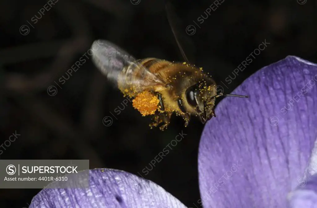 A bee, close-up.