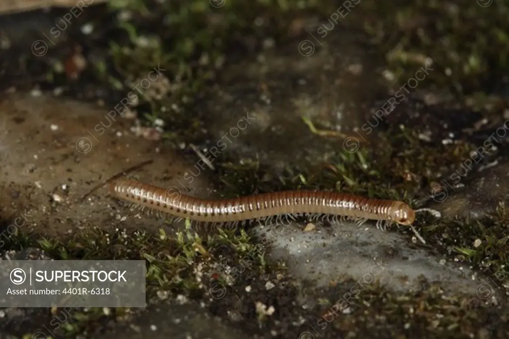 A centipede, close-up.