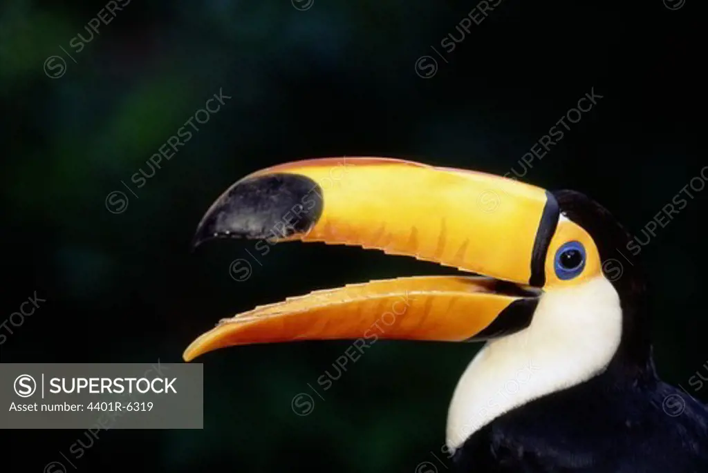Toco toucan calling, Brazil.