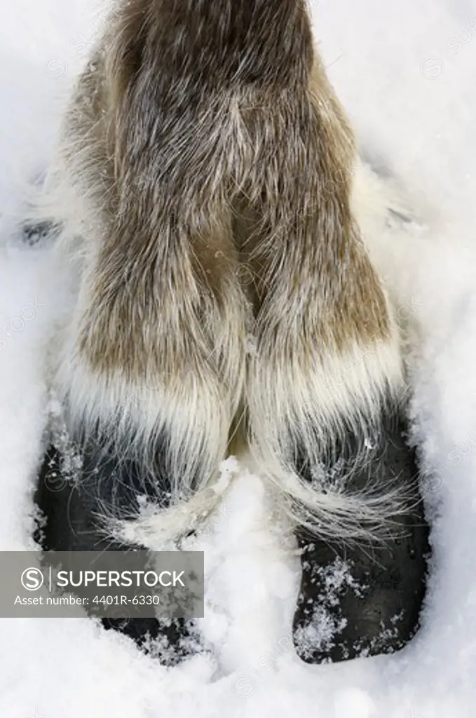 The cloved foot of a reindeer, close-up.