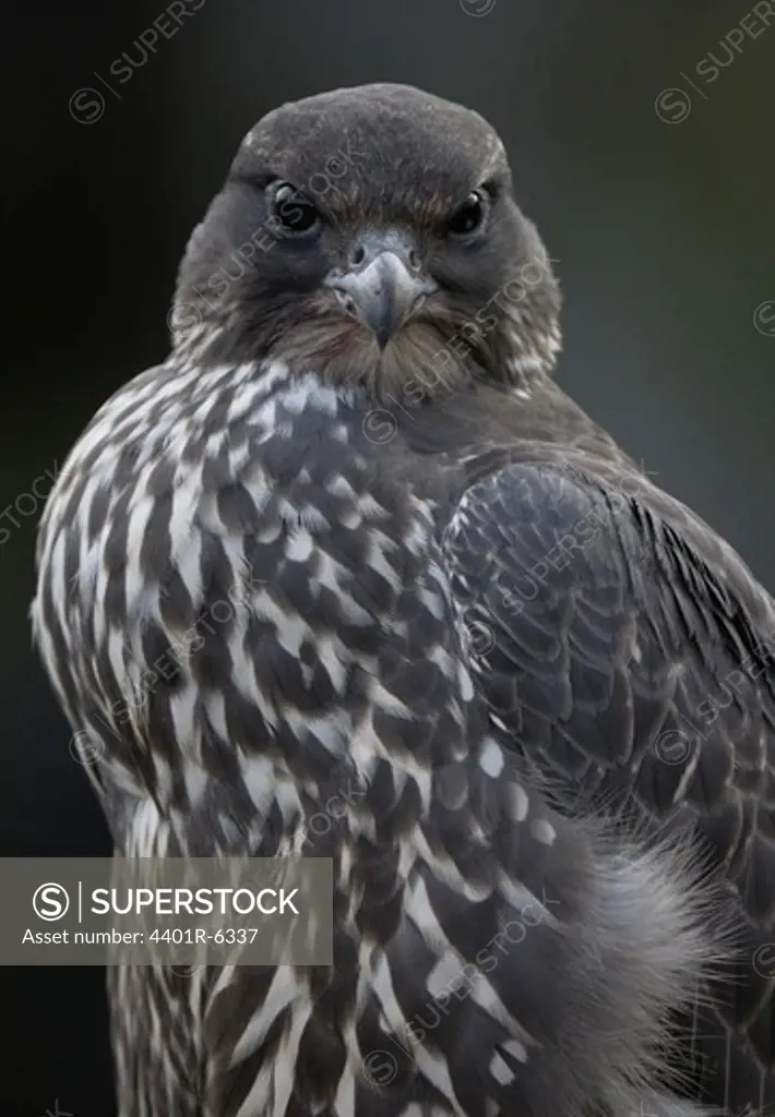 Young Gyrfalcon chick, just fledged
