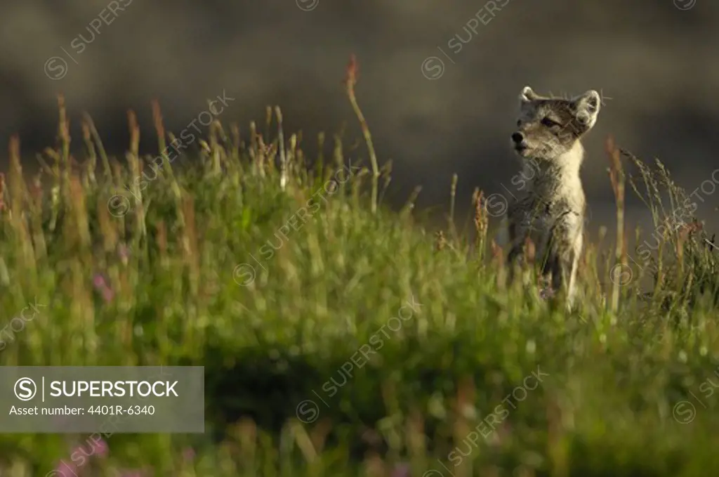 Arctic Fox in the grass.