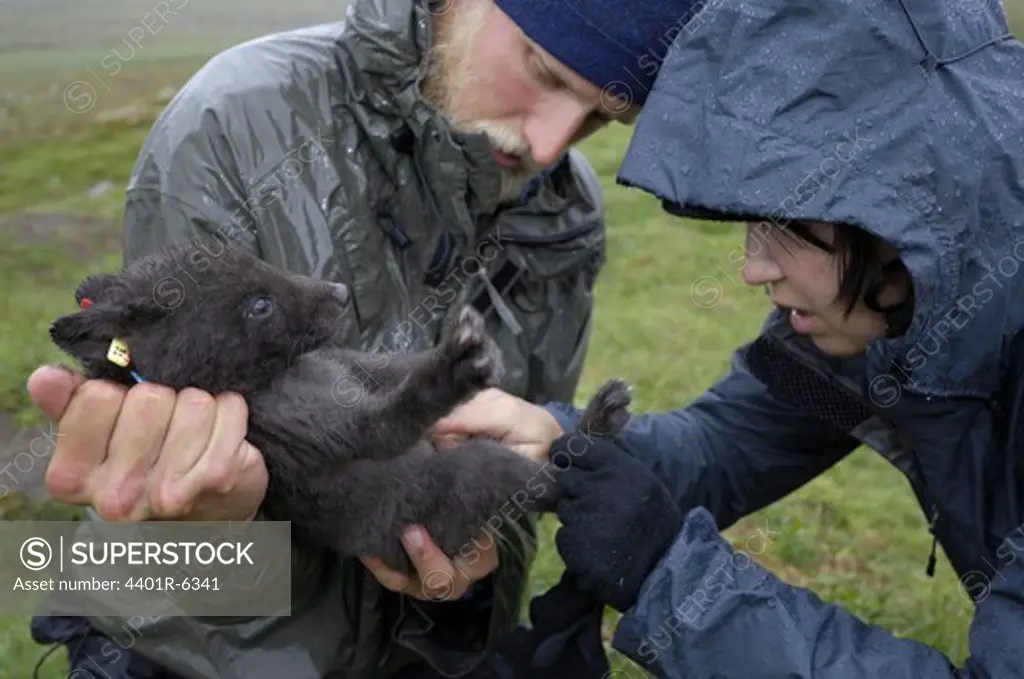 Arctic Fox being examined, Sweden.