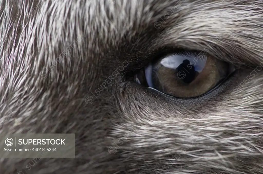 Arctic Fox, close-up.