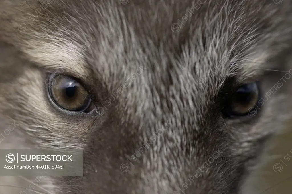 Arctic Fox, close-up.