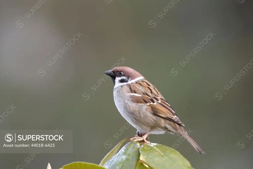 A tree sparrow, close-up.