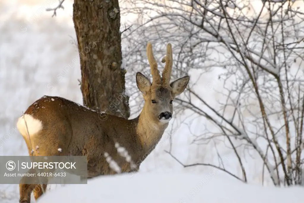 A roebuck in the snow, Sweden.