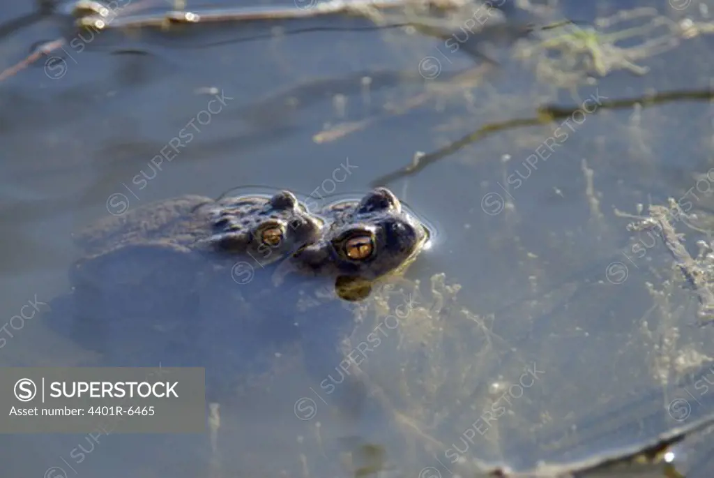 Toads mating, Sweden.
