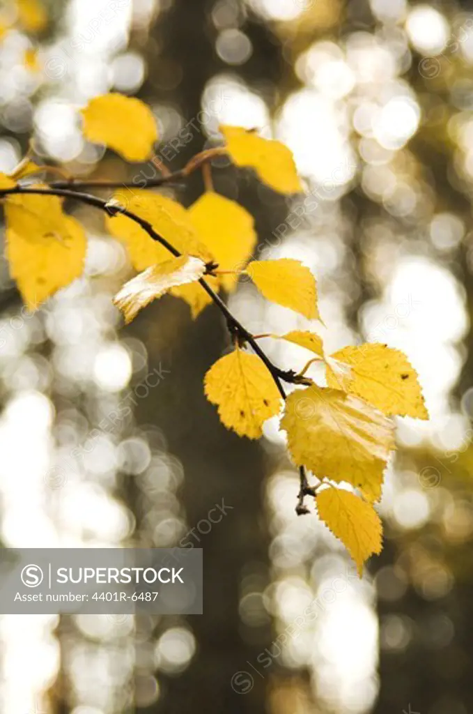 Autumn leaves on a birch tree.