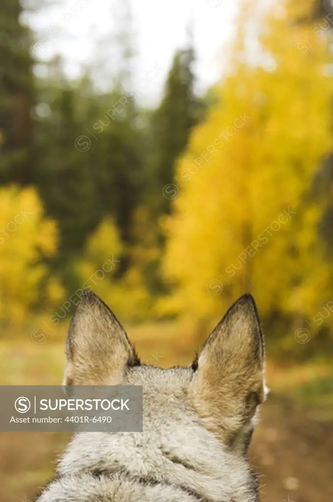 A Swedish Elkhound in the forest, Sweden.