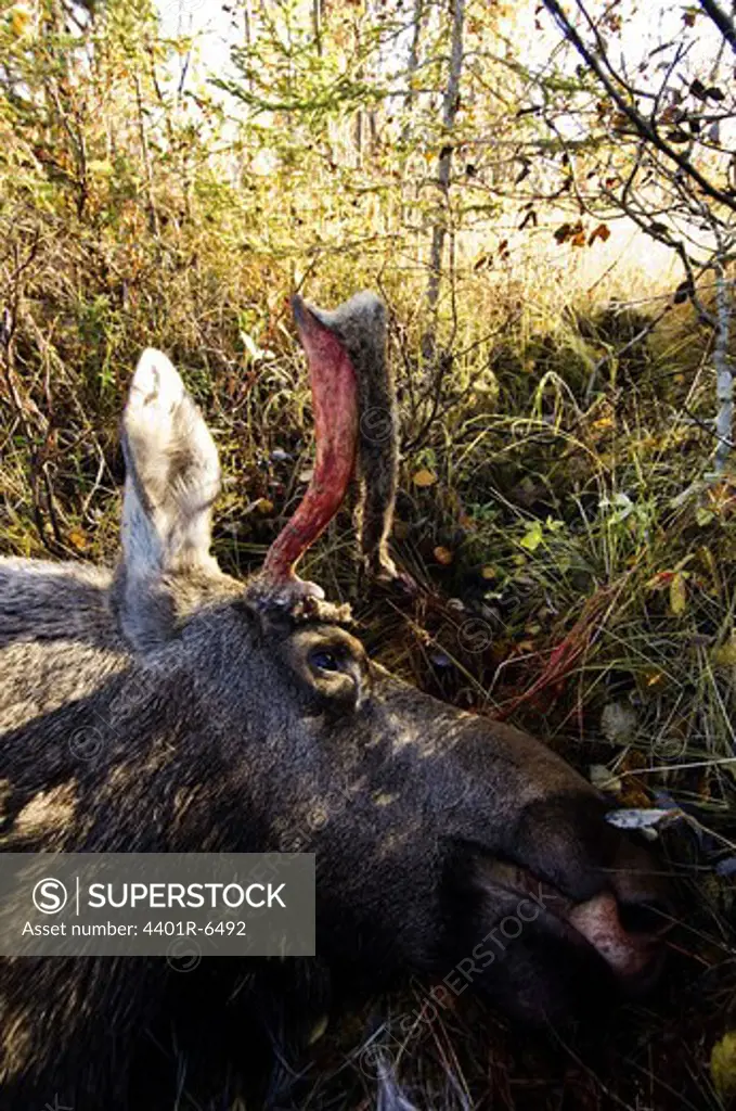 A dead elk, Sweden.