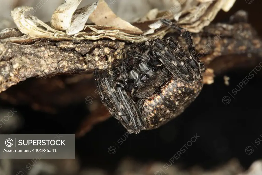 A spider, close-up.