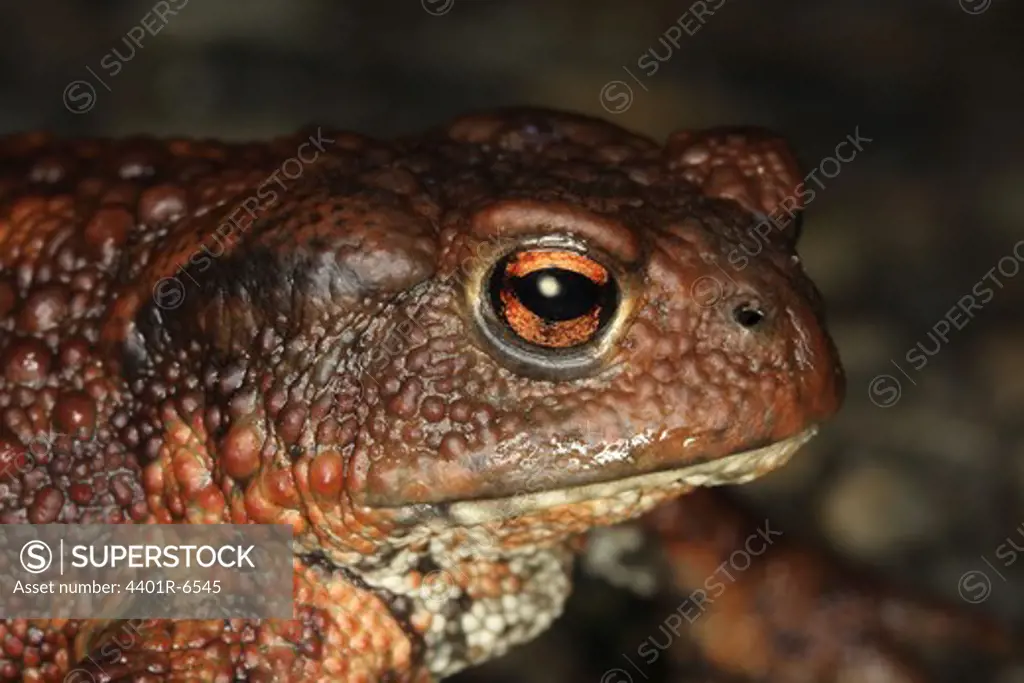 A toad, close-up.