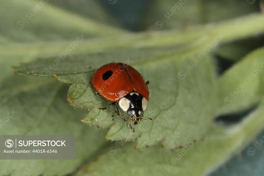 A ladybird, close-up.