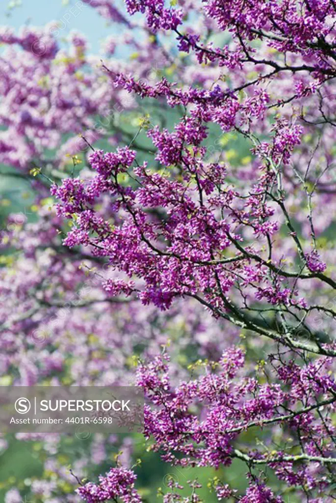 Lilac-bush.