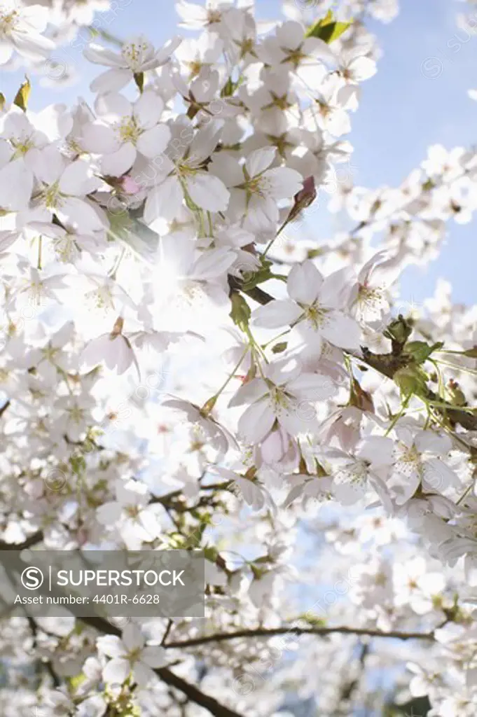 Cherry blossom on a tree.