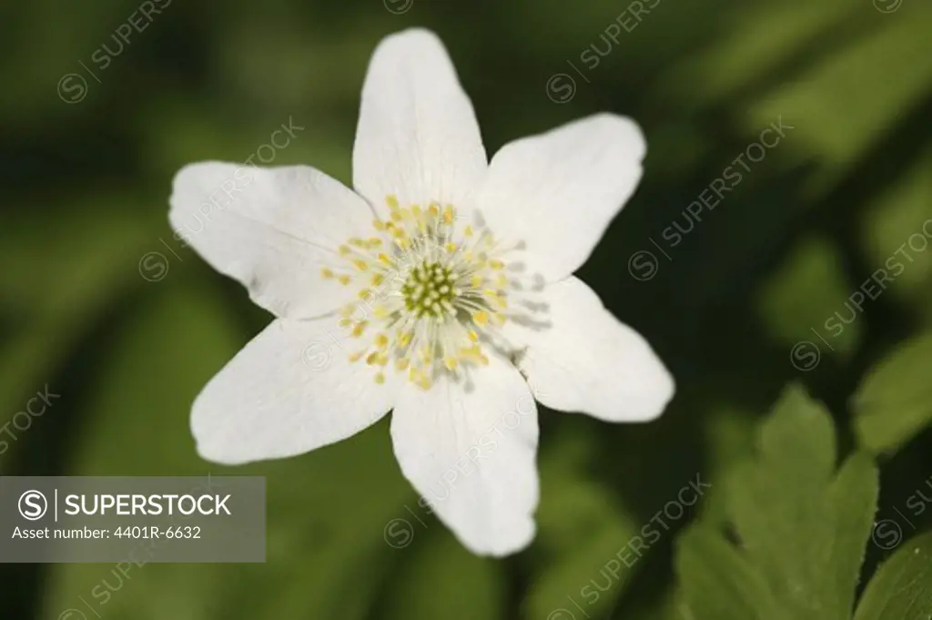 A white flower, close-up.