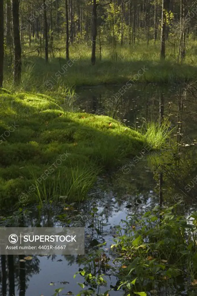 A small forest lake, Sweden.