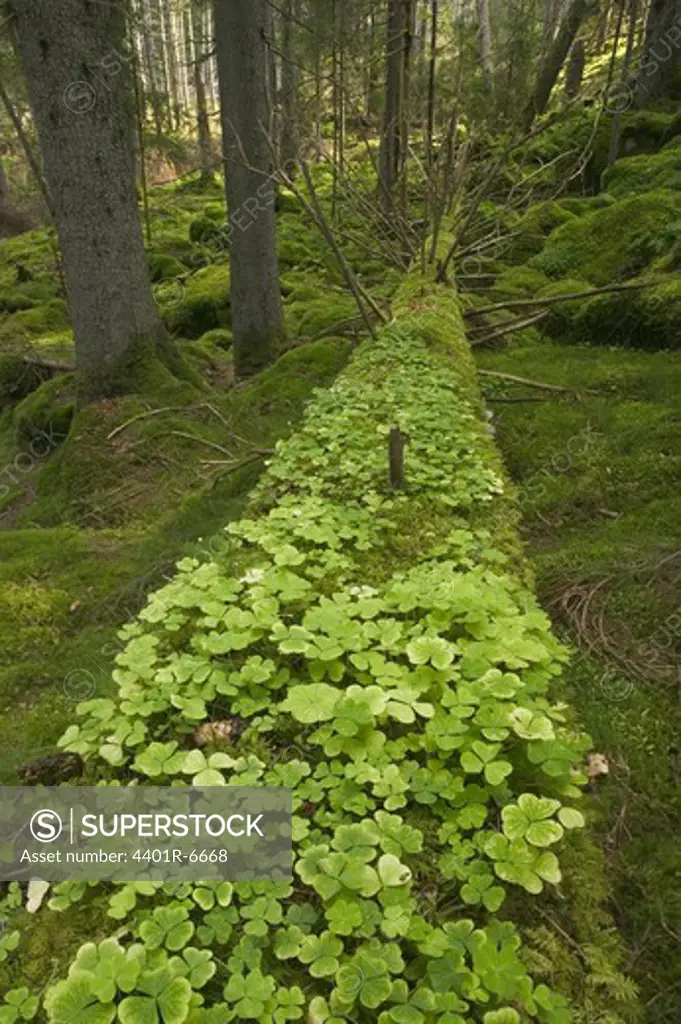 Wood sorrel in a forest, Sweden.