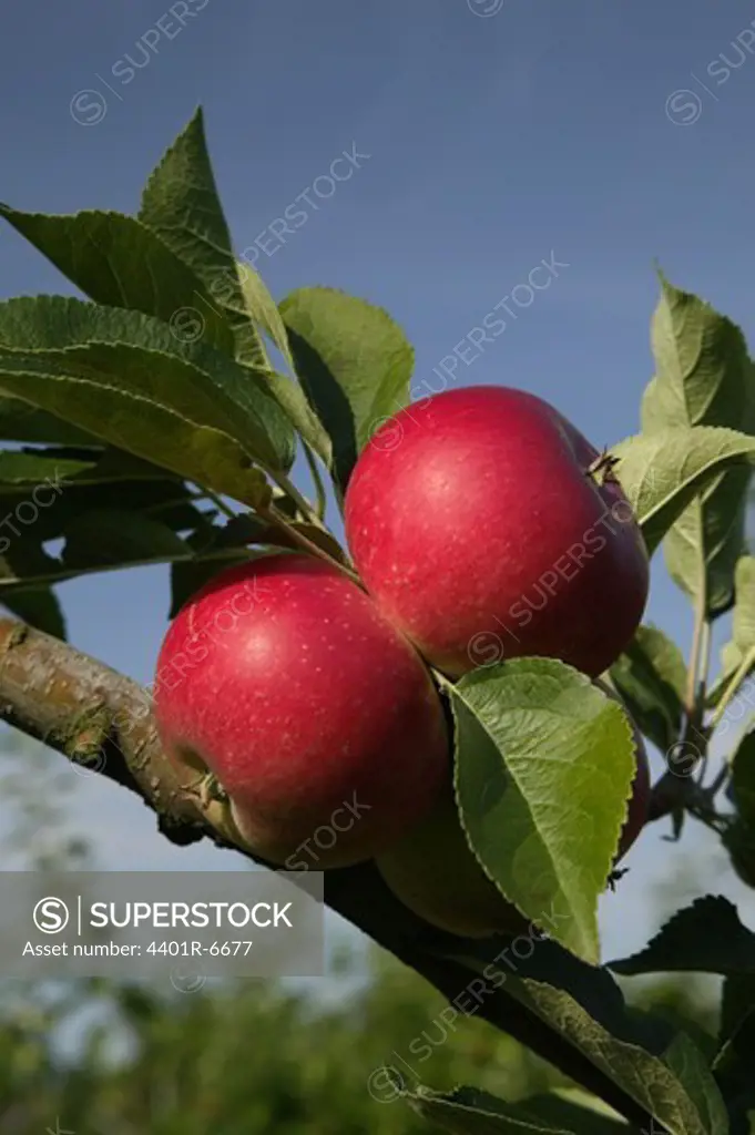 Red apples in a tree.