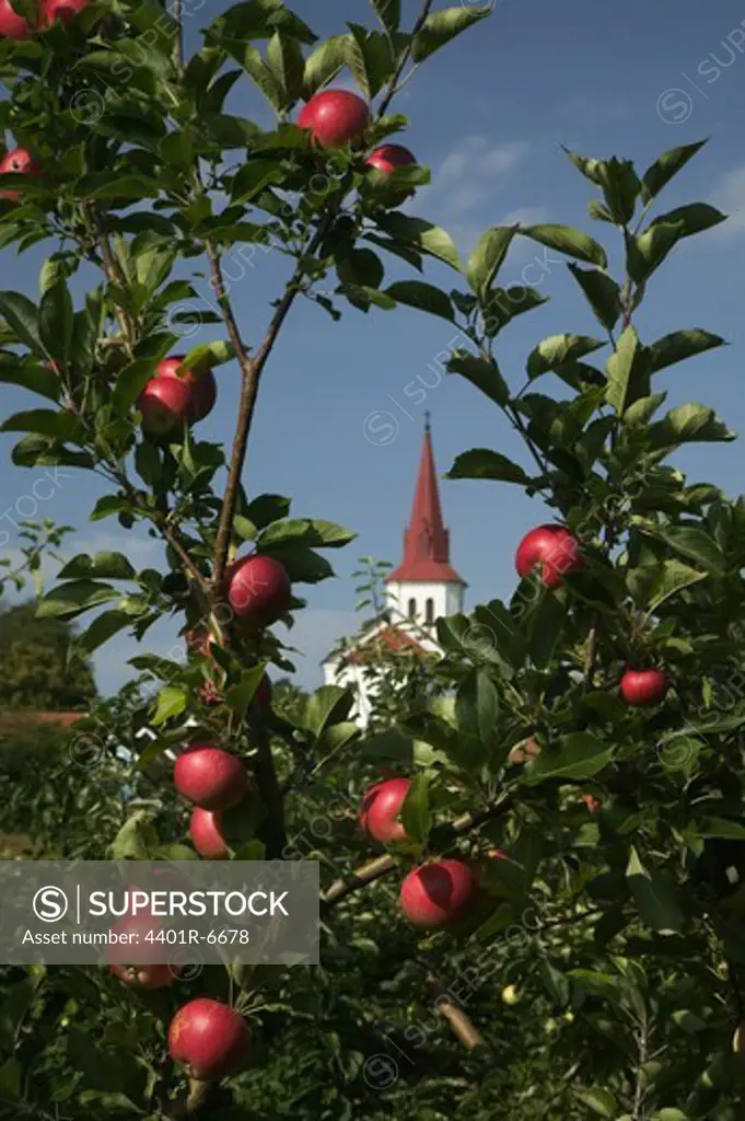 Apple trees, Sweden.