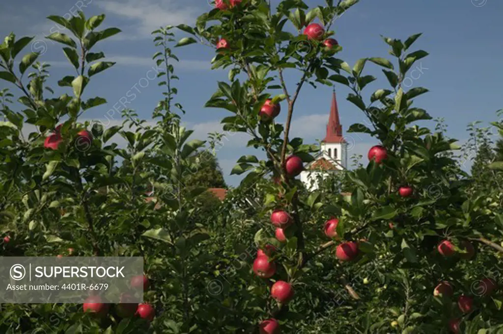 Apple-trees with a church tower in the background, Sweden.