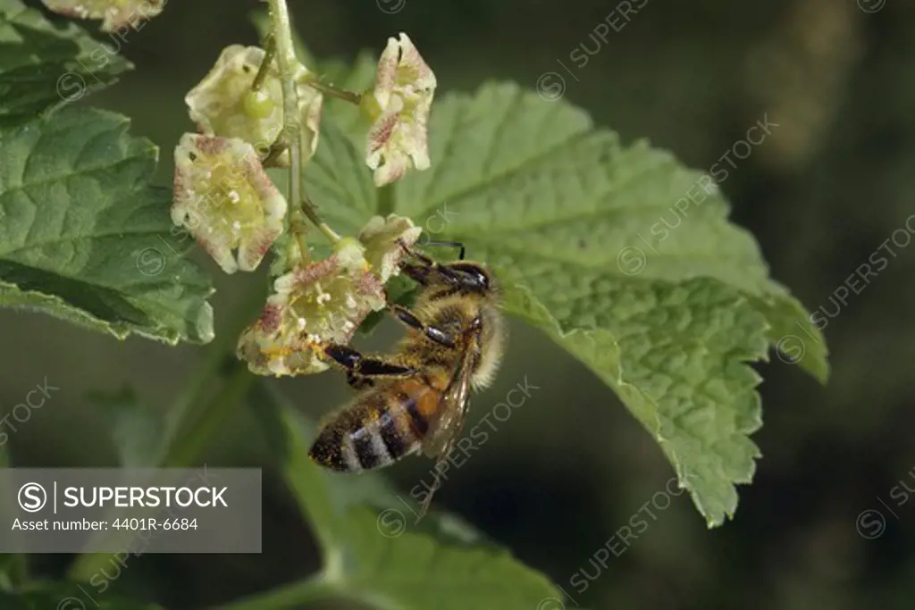 European honey bee on a currant bush, Sweden.