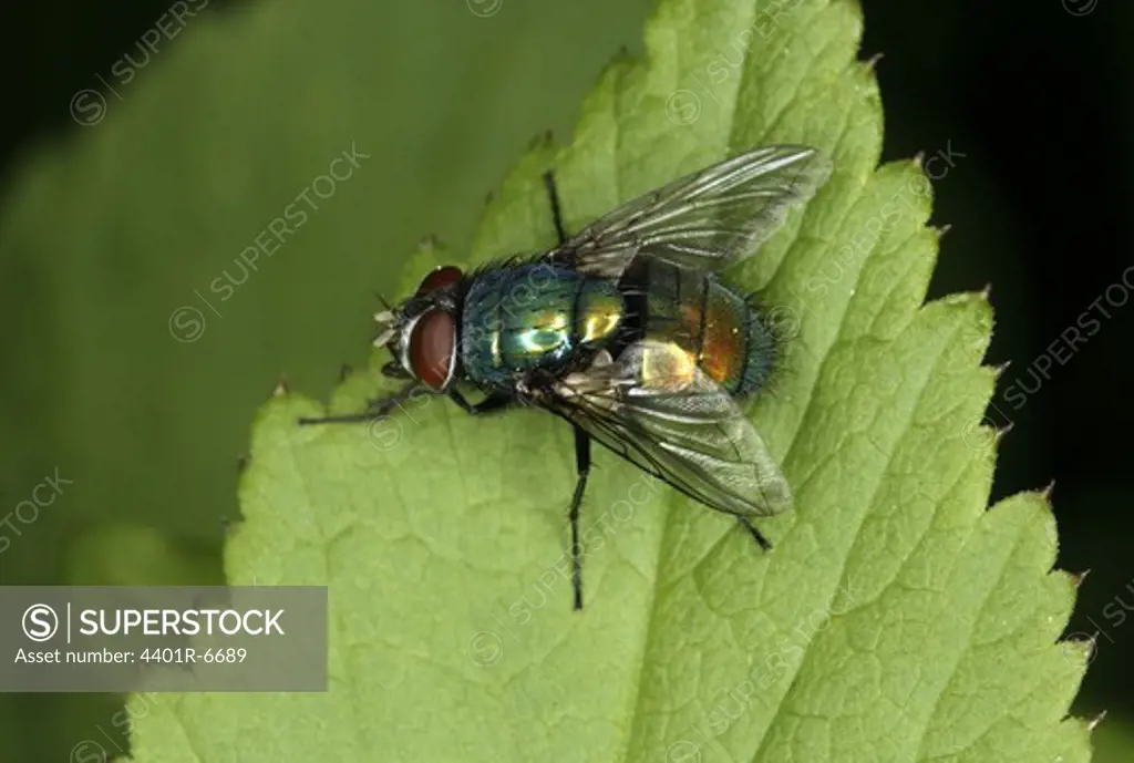 A common green bottle fly, Sweden.