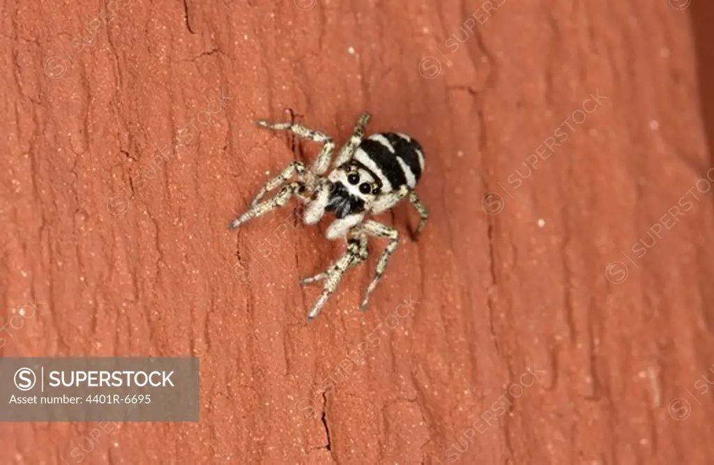 Zebra spider on a wall, Sweden.