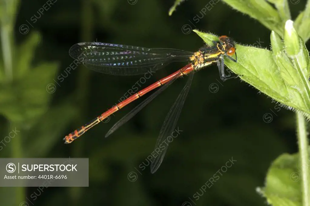 A red damselfly, close-up, Sweden.