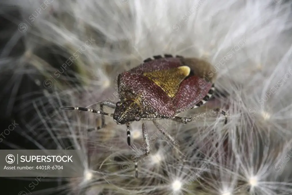 Stink bug on a common dandelion, Sweden.