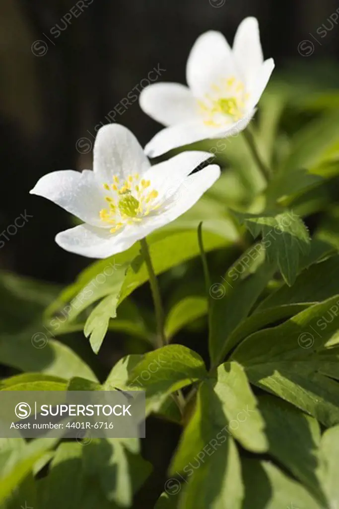 Wood anemone, close-up, Sweden.