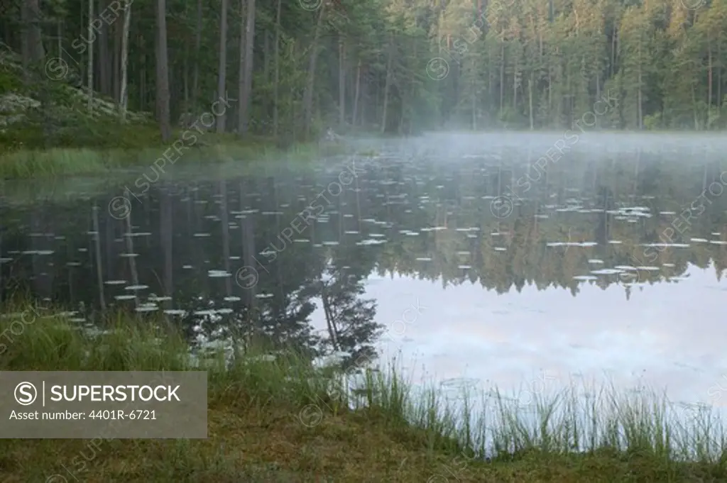Morning fog over forest lake, Sweden.