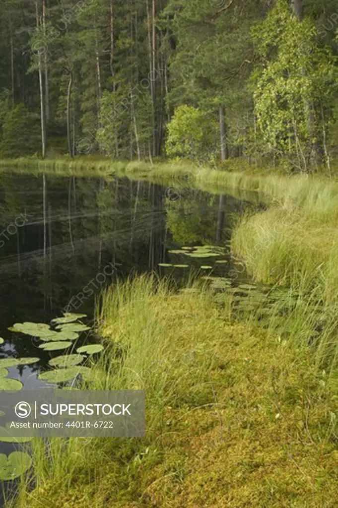 A forest lake, Sweden.