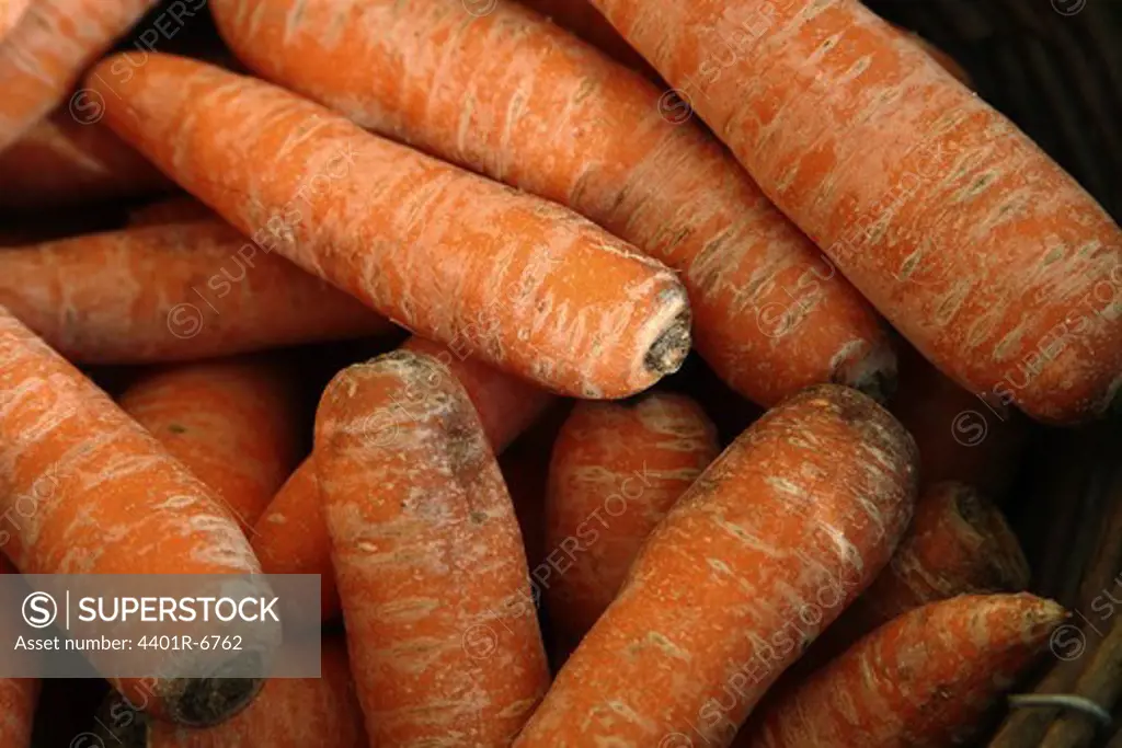 Ecological carrots, Sweden.