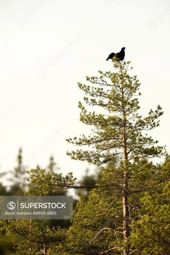 A blackcock in a tree, Sweden.