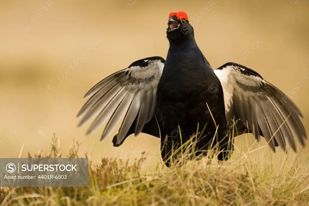 A blackcock, Sweden.
