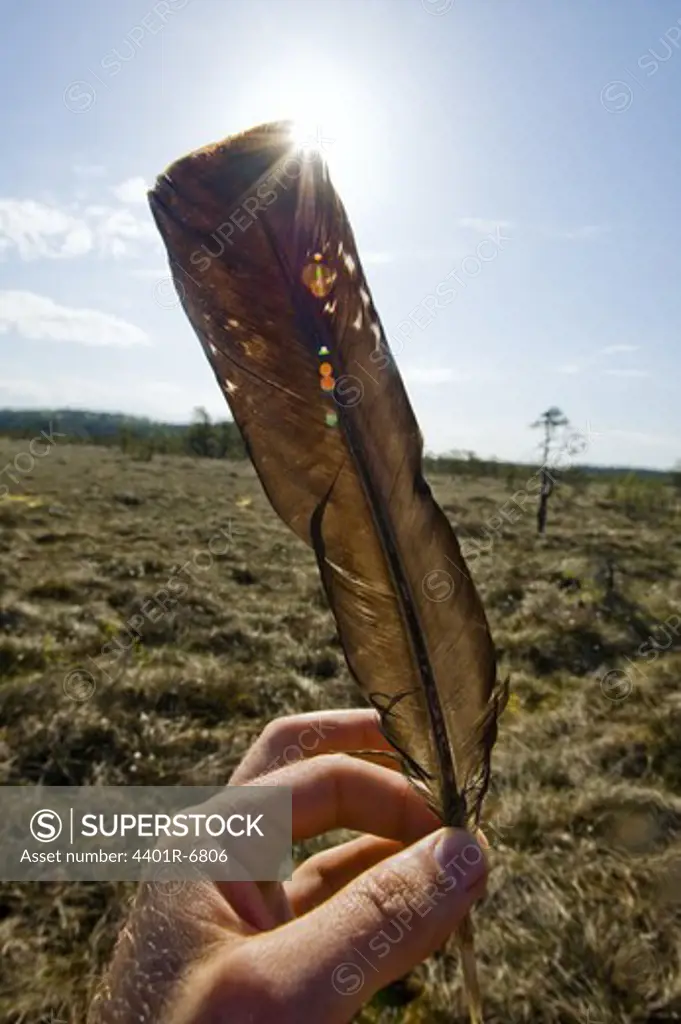 A feather from a blackcock.