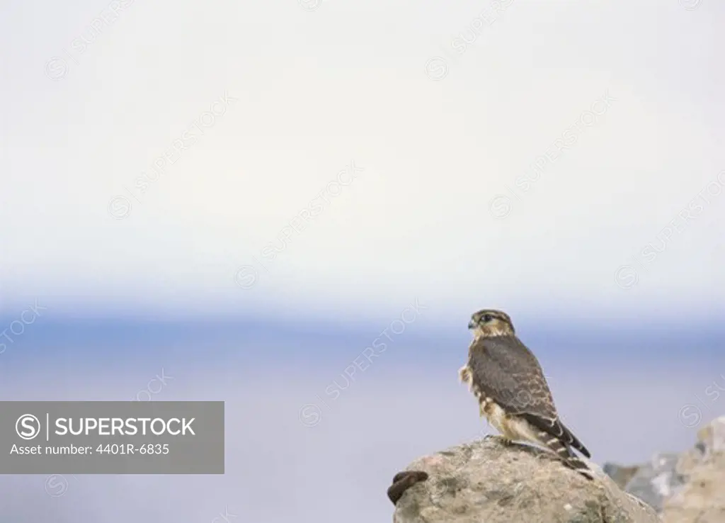 A stone falcon, Sweden.